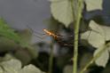 Tetragnatha_montana_D4963_Z_93_Les Gris_Frankrijk